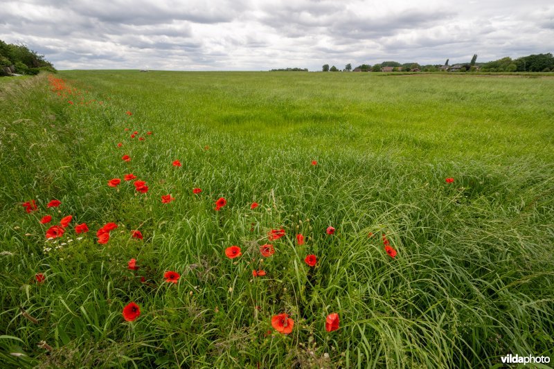 Akkerrand met Grote klaproos