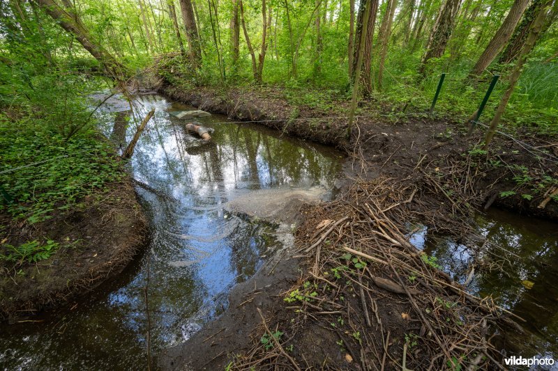 Beaver deceiver om overstroming tegen te gaan