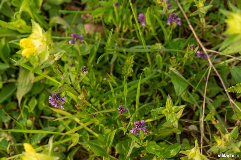 Gewone vleugeltjesbloem