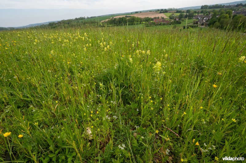 Bloemrijke akker op kalkbodem