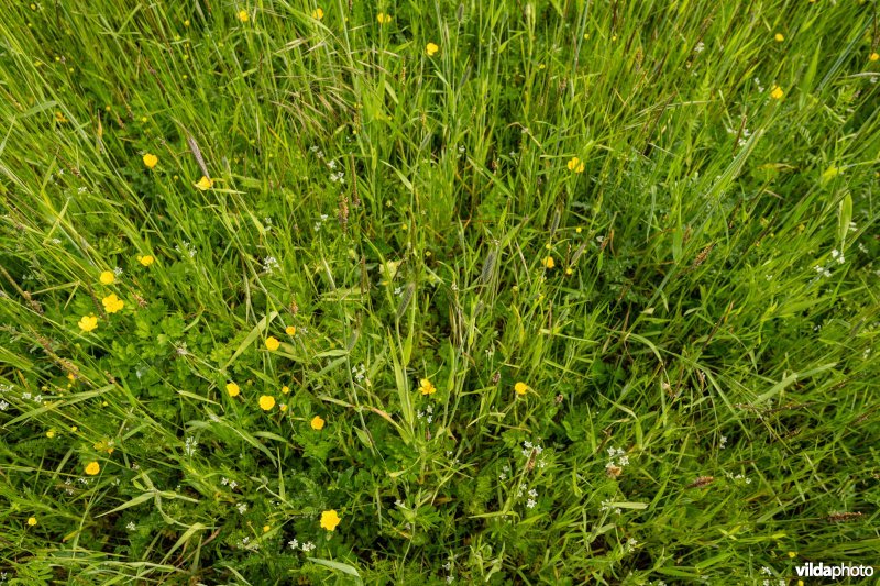 Bloemrijke akker op kalkbodem