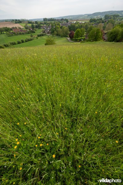 Bloemrijke akker op kalkbodem