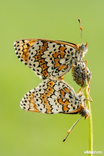 Koppeltje veldparelmoervlinders