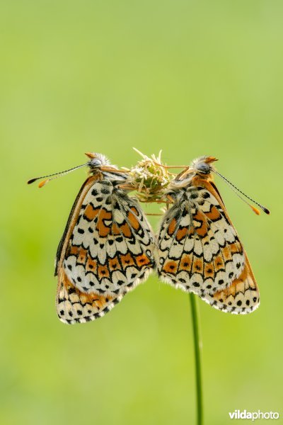 Koppeltje veldparelmoervlinders