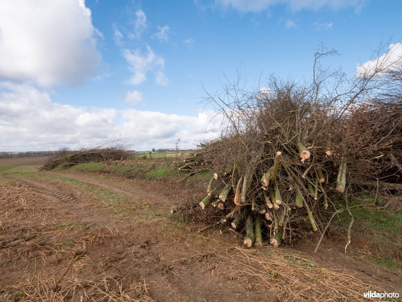 Beheer van houtkanten in agrarisch landschap