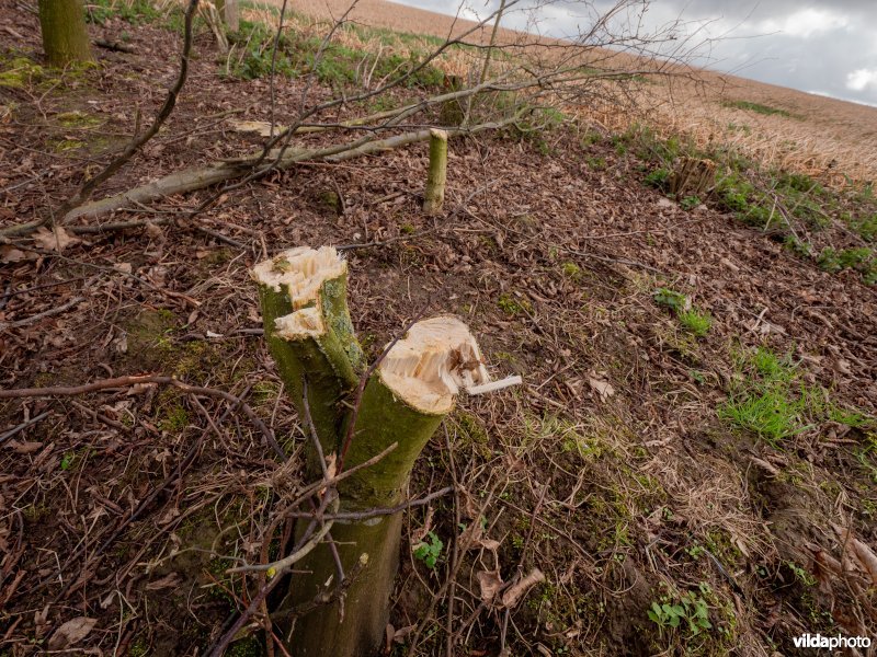 Beheer van houtkanten in agrarisch landschap