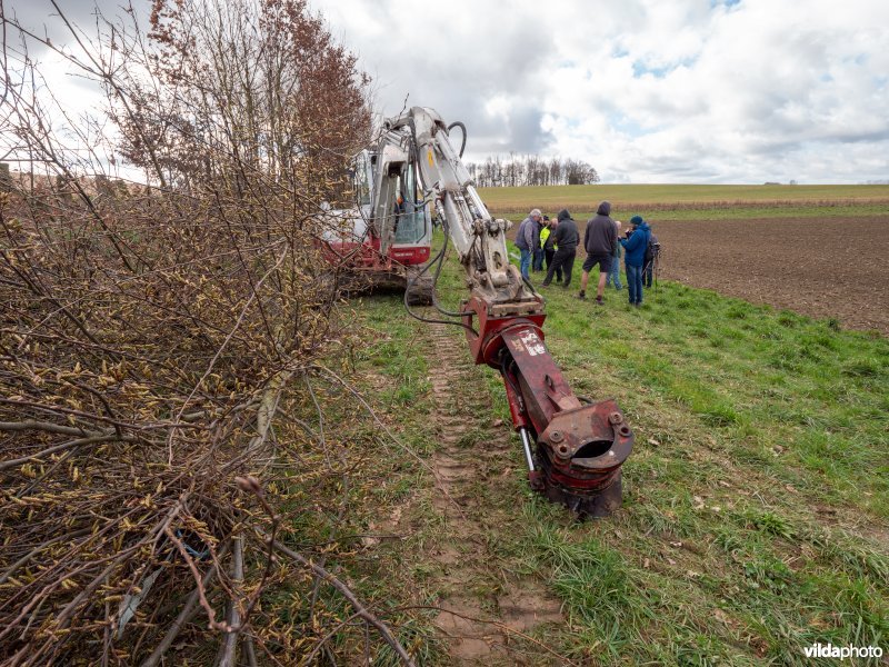 Beheer van houtkanten in agrarisch landschap