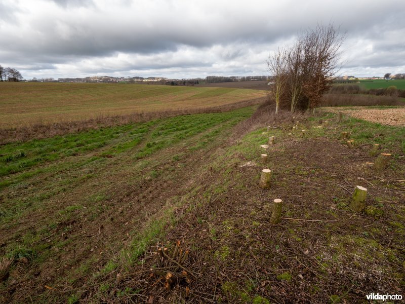 Beheer van houtkanten in agrarisch landschap