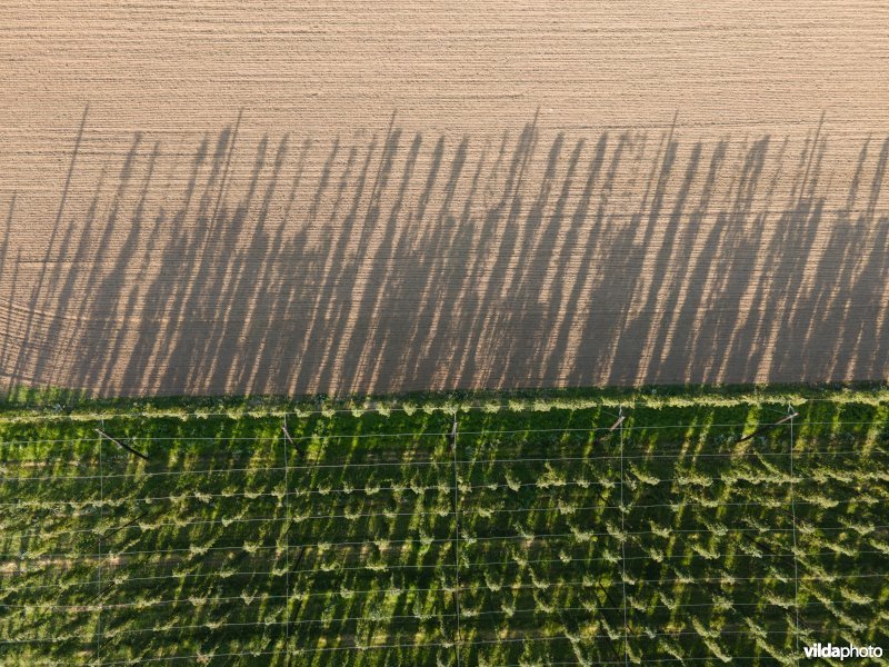 Hopveld met biologische hop