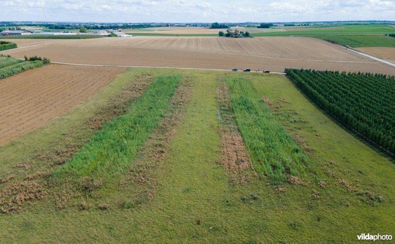 Overlevingsstroken in landbouwlandschap