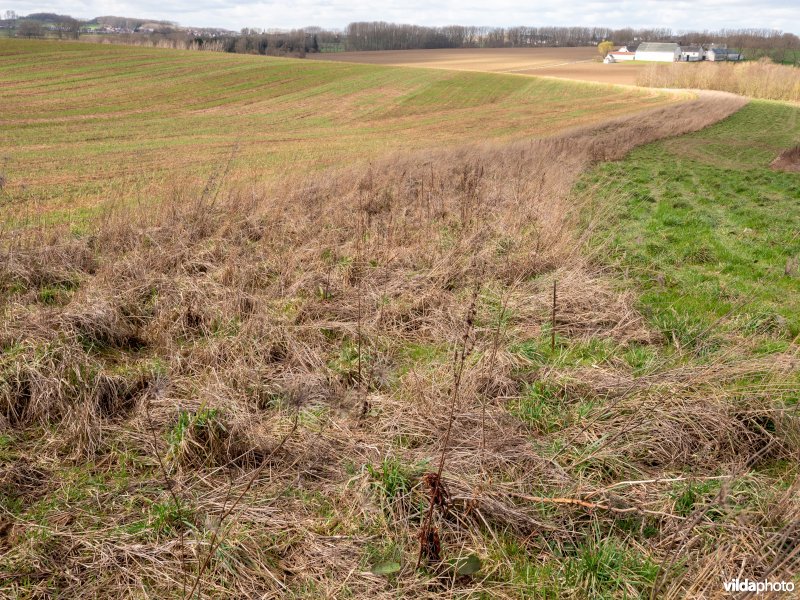 Grasstrook naast akker en houtkant in onderhoud