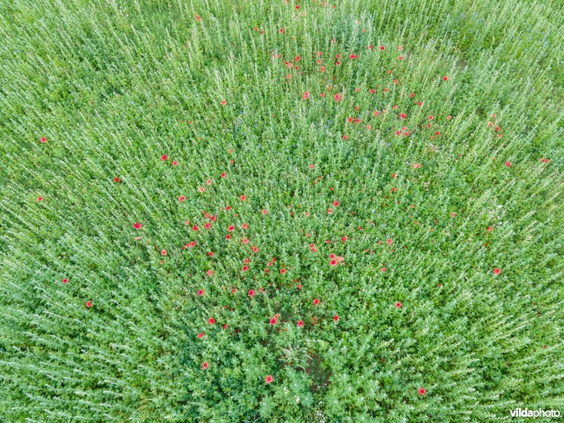 Natuurmaatregelen in agrarisch landschap