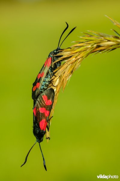 Parende Sint-Jansvlinders