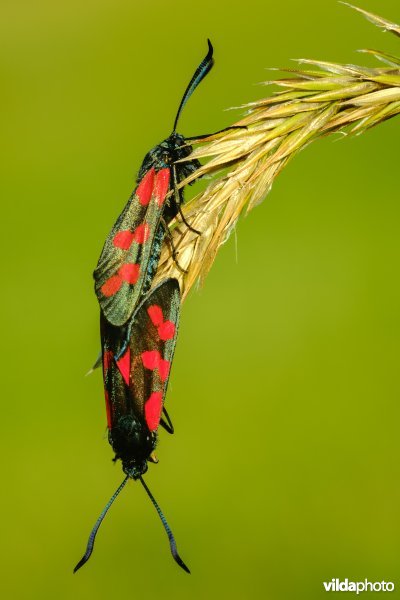 Parende Sint-Jansvlinders