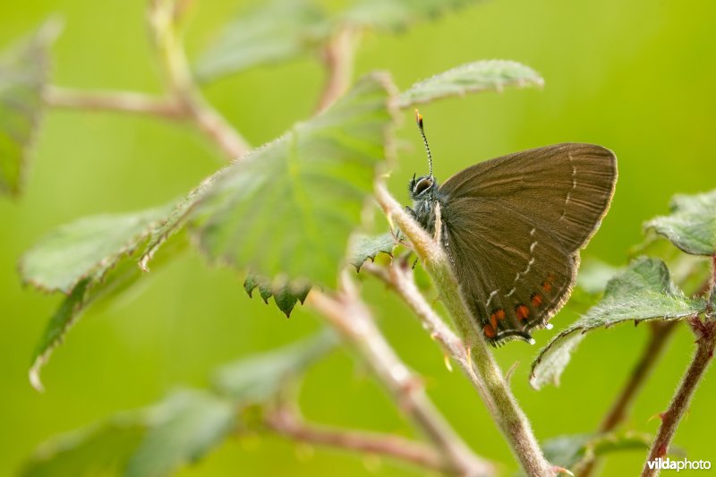 Bruine eikenpage