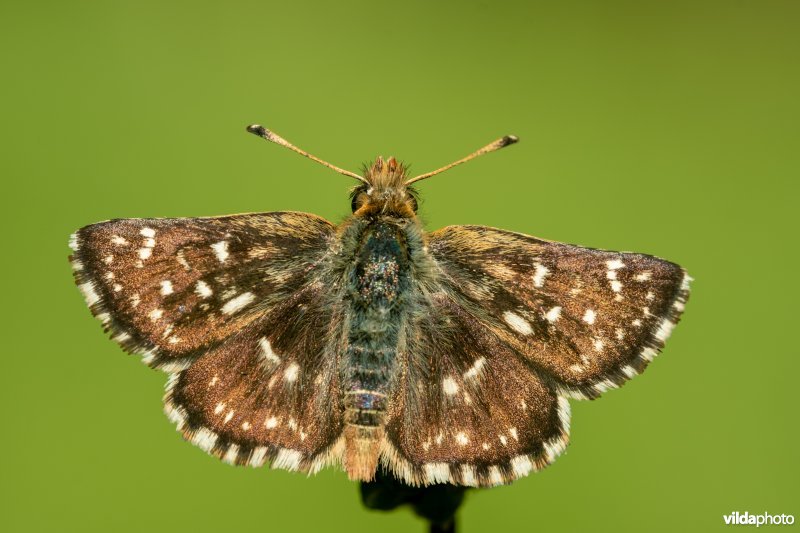 Kalkgraslanddikkopje