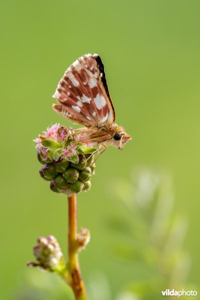 Kalkgraslanddikkopje