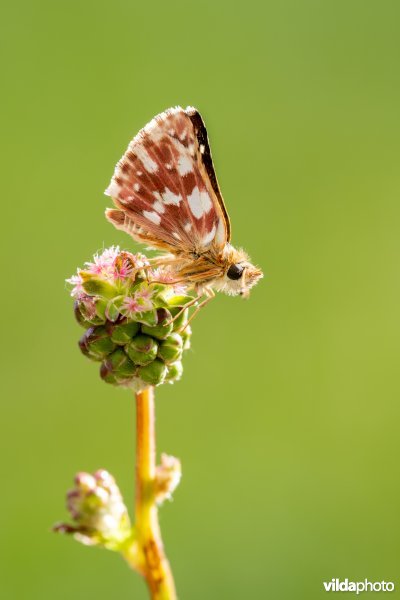 Kalkgraslanddikkopje
