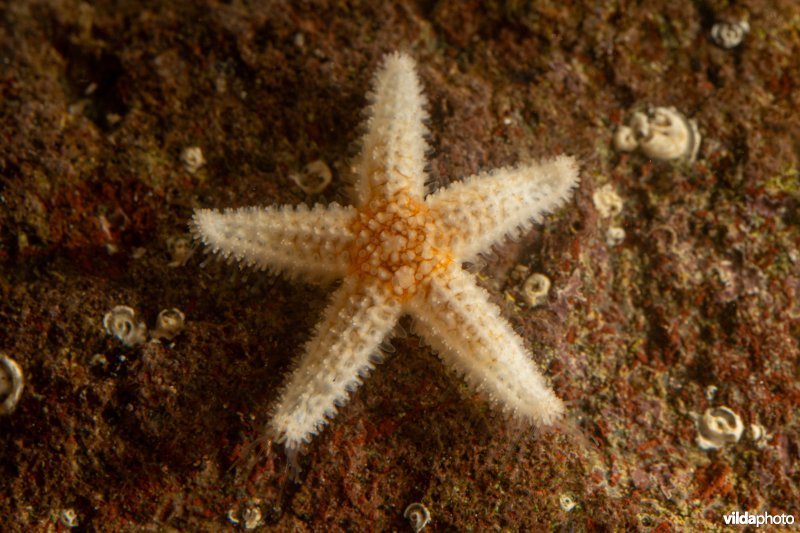 Juveniele gewone zeester