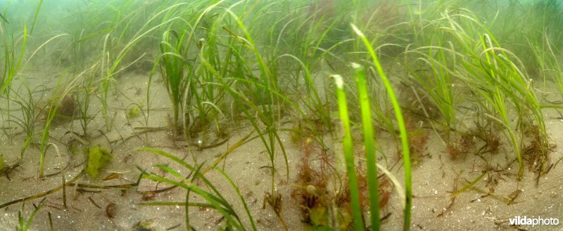 Groot zeegras