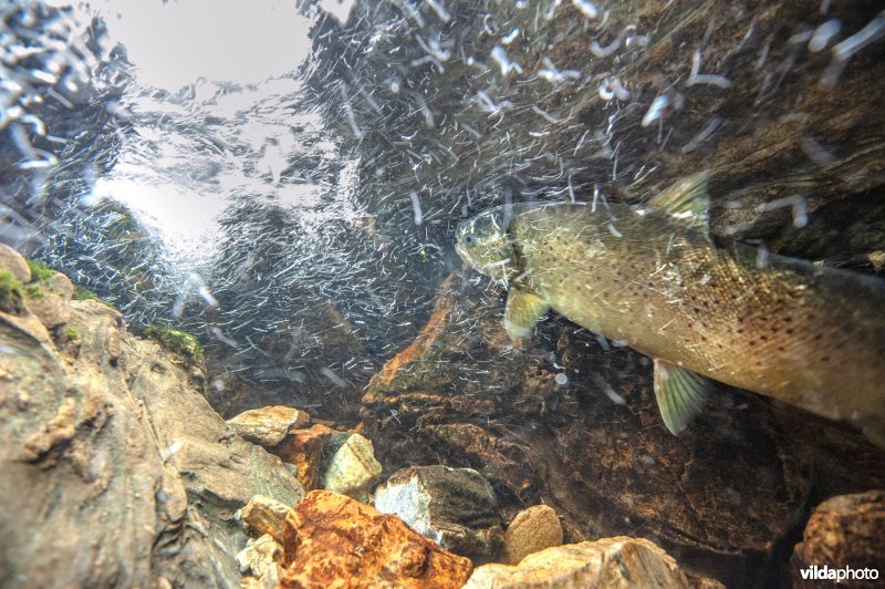 Zeeforel in stroomversnelling