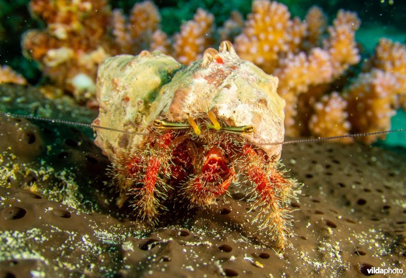 Heremietkreeft in de Rode Zee