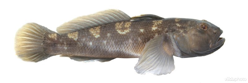 Zwartbekgrondel