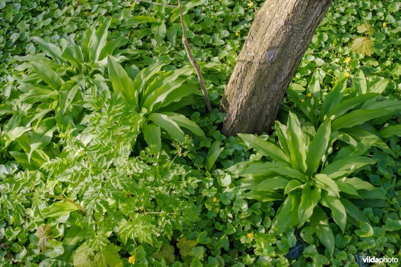 Landgoed Ekenstein, Groningen