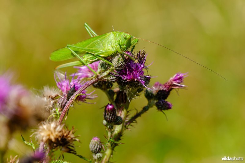 Vrouwelijke sabelsprinkhaan