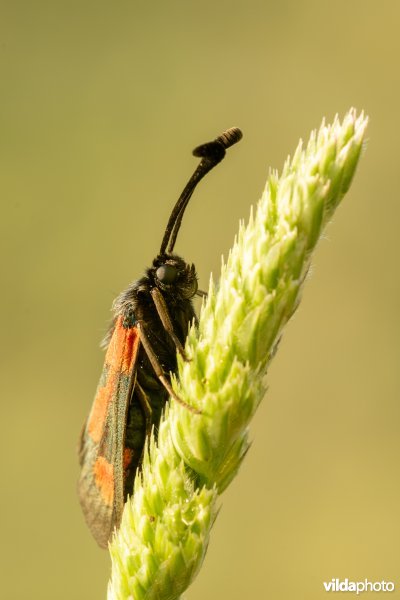 Zygaena sarpedon
