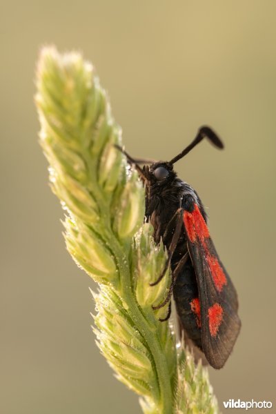 Zygaena sarpedon