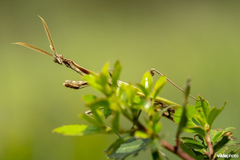 Empusa pennata