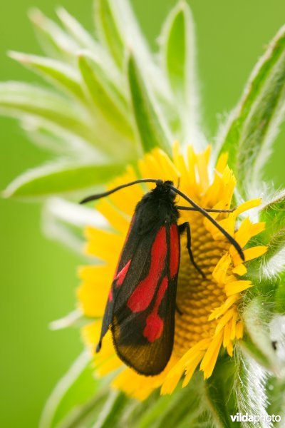 Zygaena osterodensis
