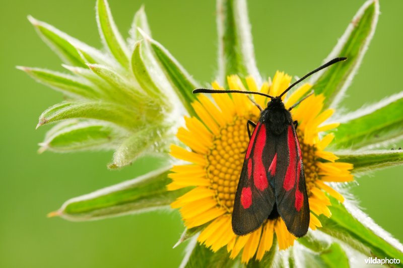 Zygaena osterodensis