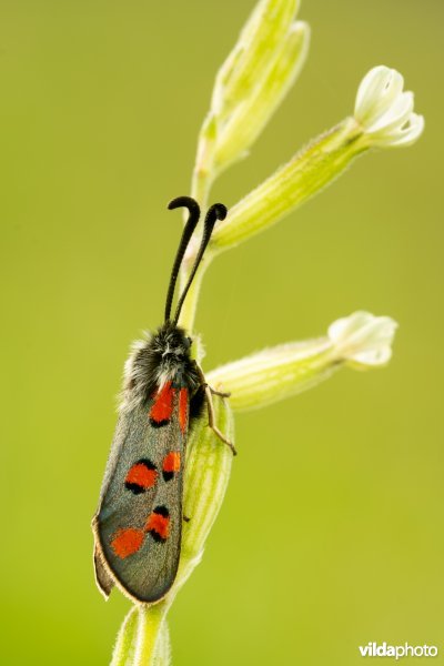Zygaena rhadamanthus