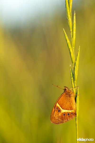 Spaans oranje zandoogje