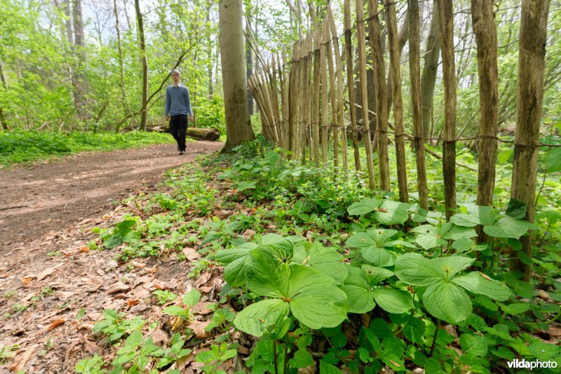 9160 Eiken-Haagbeukenbos