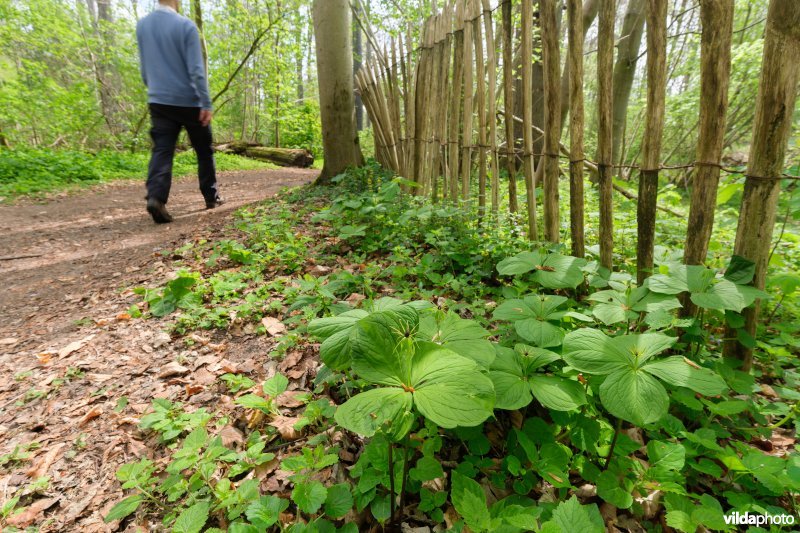 9160 Eiken-Haagbeukenbos