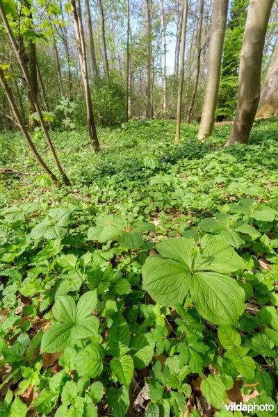 9160 Eiken-Haagbeukenbos