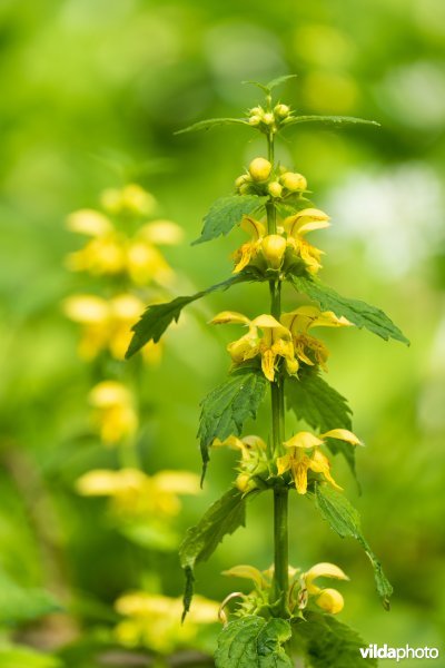 91E0 Vogelkers-Essenbos