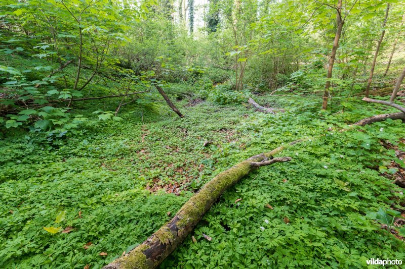 91E0 Vogelkers-Essenbos