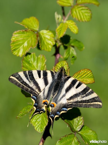 Zuidelijke koningspage