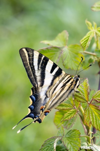 Zuidelijke koningspage