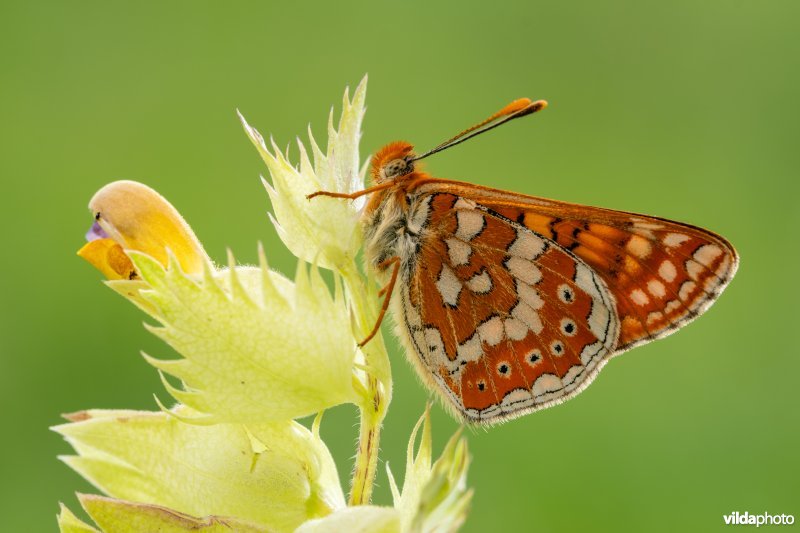 Zuidelijke moerasparelmoervlinder
