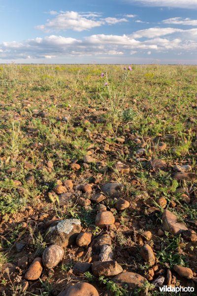 6220 Pseudo-steppe