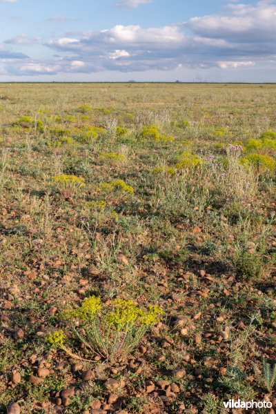 6220 Pseudo-steppe