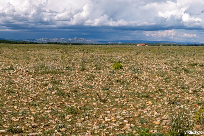 6220 Pseudo-steppe