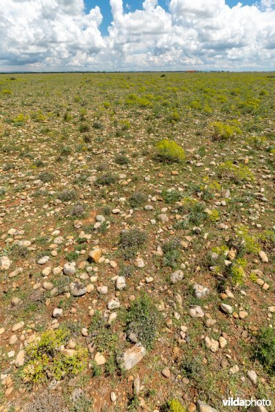 6220 Pseudo-steppe