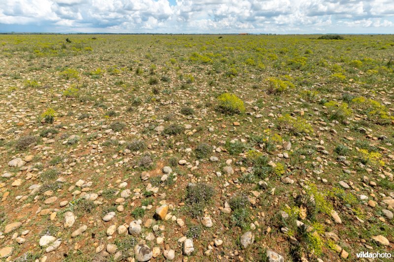 6220 Pseudo-steppe