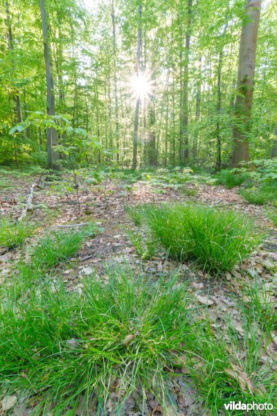 9120 Zuurminnende beukenbossen